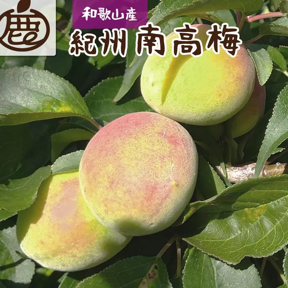 厳選 紀州南高梅(青梅)2kg+250g（傷み補償分）【梅干し・梅酒・梅ジュース】［IKE114］