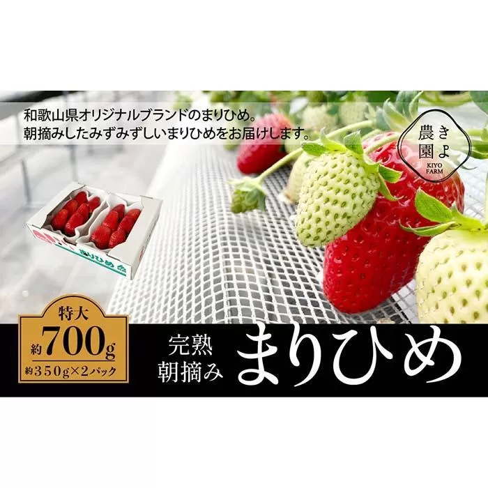 特大まりひめイチゴ 朝摘 6個〜11個入×2パック［2026年1月中旬頃より発送］［先行予約］［KT3］