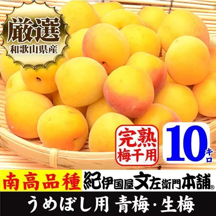 南高梅【完熟】黄色10kg ■特大サイズ  梅干用フレッシュ青梅（生梅）／紀伊国屋文左衛門本舗