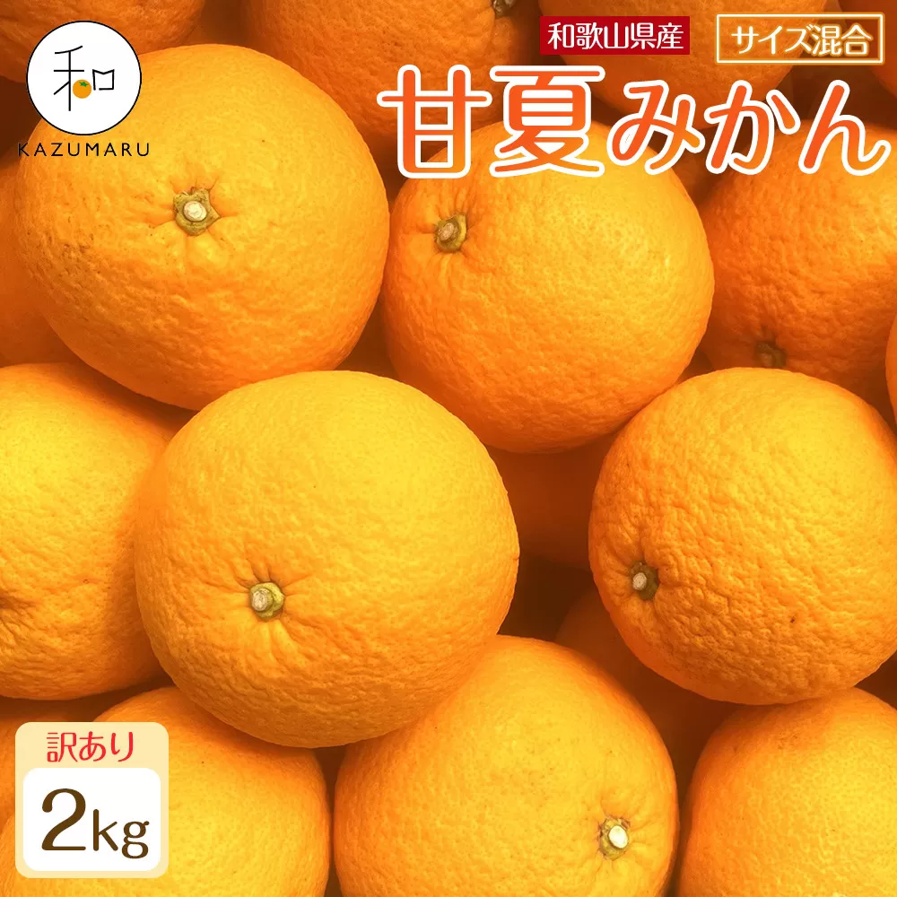 訳あり 森本農園の手選別 甘夏みかん 約2kg 和歌山県産 サイズ混合 ［北海道・沖縄・離島配送不可］［2026年4月上旬から順次発送］［RN73］