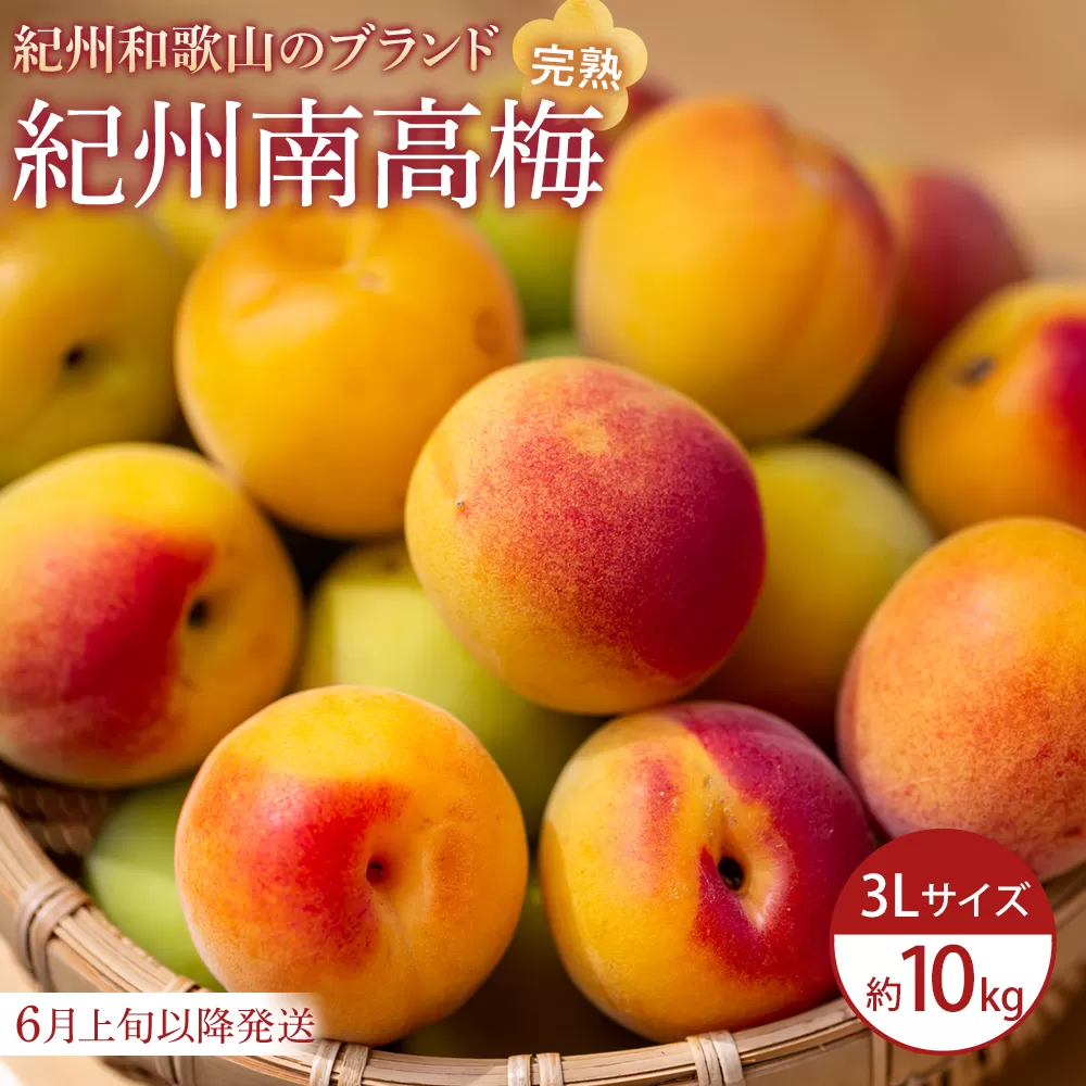 【2026年6月上旬以降発送】紀州南高梅(完熟梅) 10kg〈大粒/3Lサイズ〉