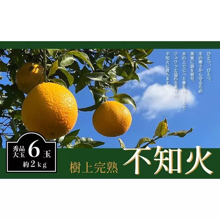 不知火 希少な樹上完熟！ 秀品大玉 6個入 (約2kg)　【2026年2月下旬頃～4月中旬頃まで発送】【KT2】