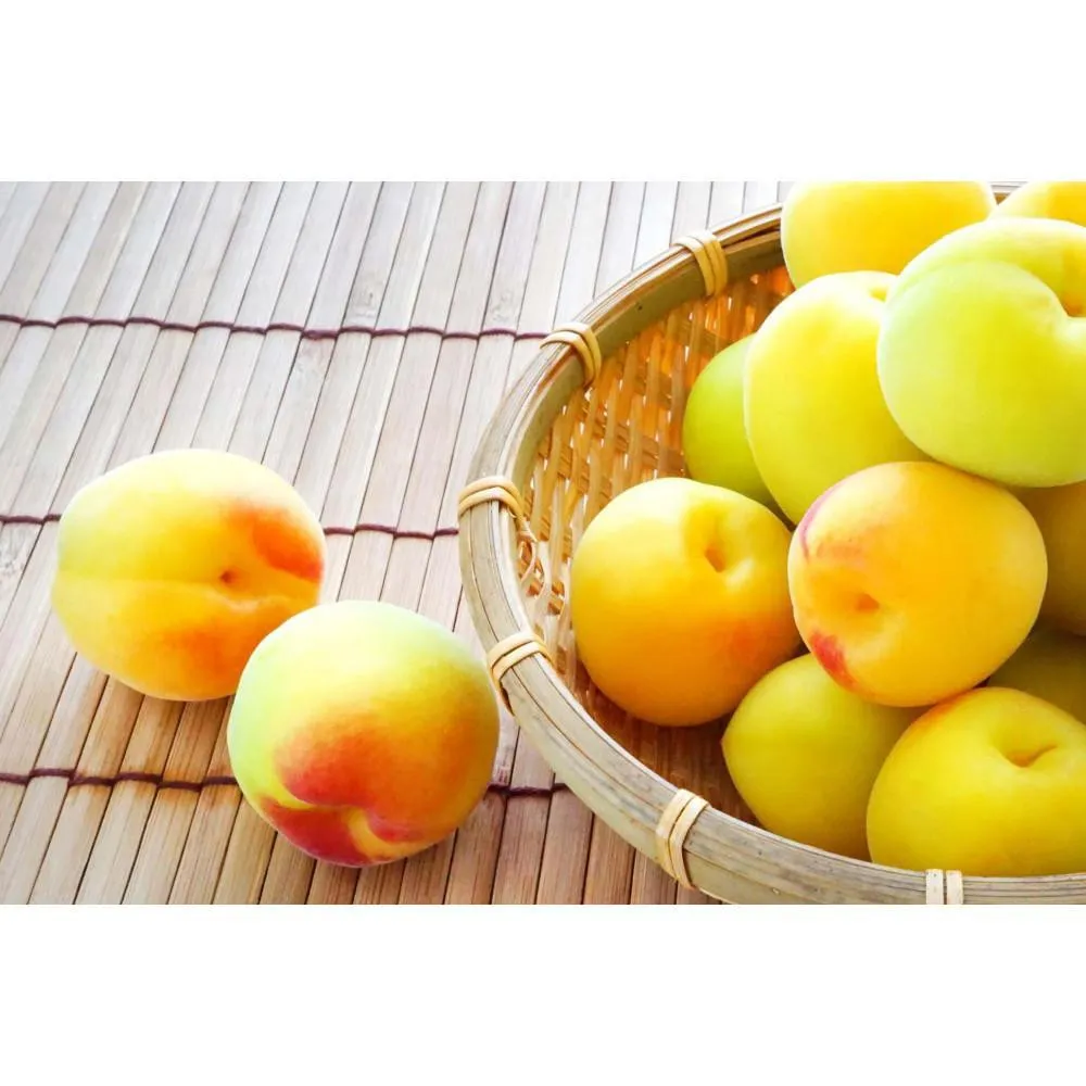 ［梅干・梅酒用］大玉4Lサイズ約10kg熟南高 生梅 ＜2027年6月上旬～7月中旬発送予定＞［ART22］