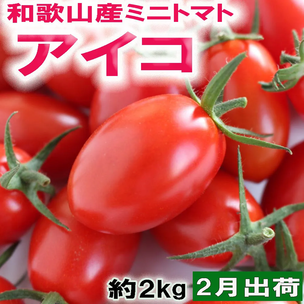 ［2027年2月出荷分］和歌山産ミニトマト「アイコトマト」約2kg（M・Lサイズおまかせ）［TM261］