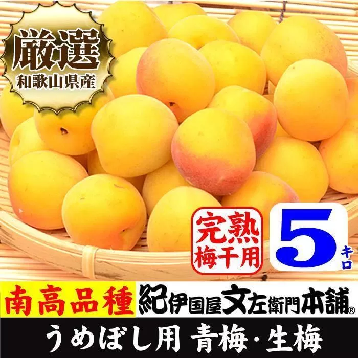 南高梅【完熟】黄色5kg 大サイズ  梅干用フレッシュ青梅（生梅）／紀伊国屋文左衛門本舗
