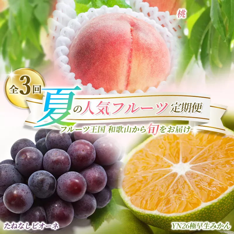 【定期便】夏の人気フルーツ定期便！桃・ピオーネ・極早生みかん（全3回）/ フルーツ 果物 もも モモ ぶどう ブドウ みかん ミカン 柑橘 旬 定期便