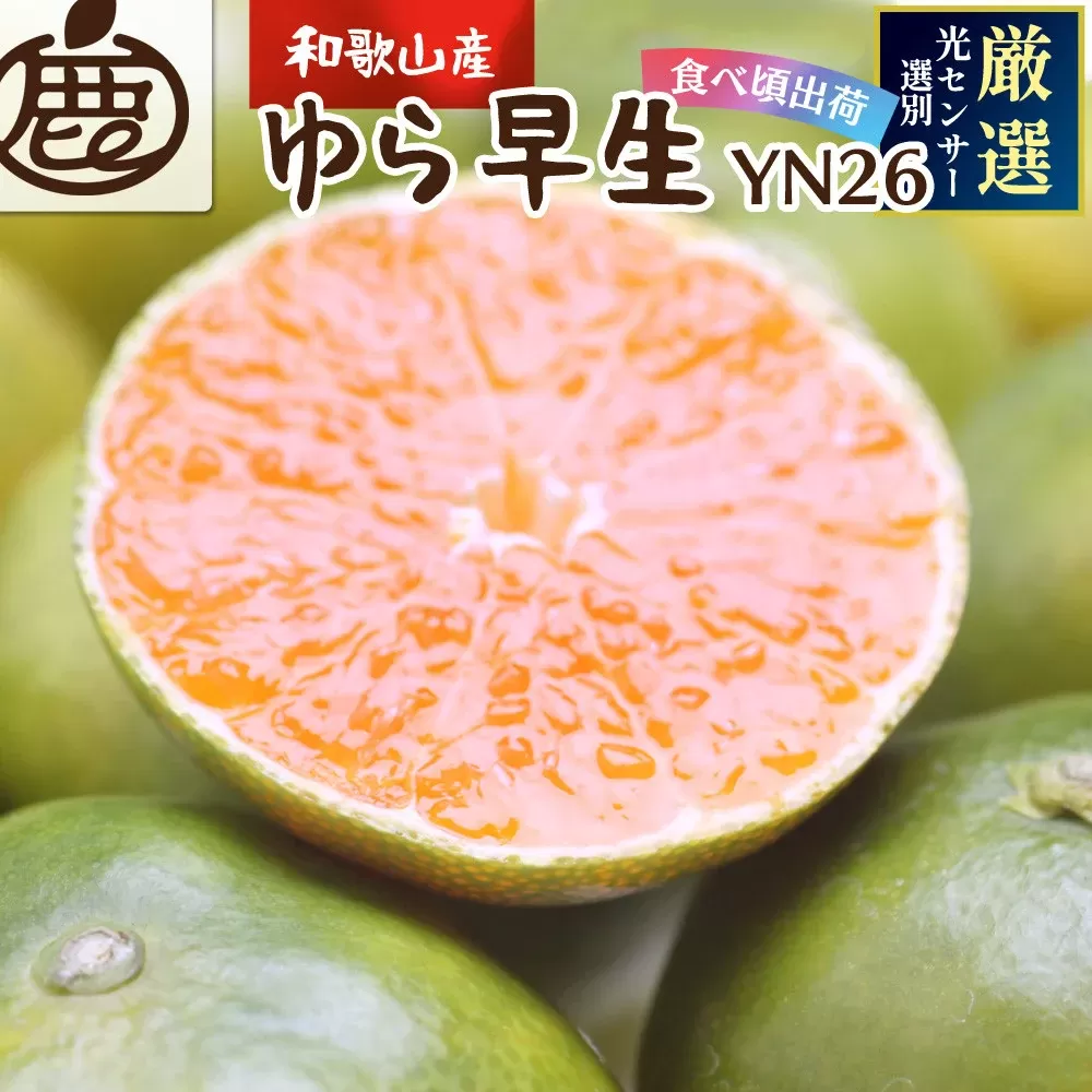 [先行予約]プレミアム有田みかん 7.5kg+250g(傷み補償分) ※10月より発送(ゆら早生) ※北海道・沖縄・離島配送不可 / 和歌山 有田 みかん ミカン 柑橘 果物 フルーツ 有田みかん [ikd111C]