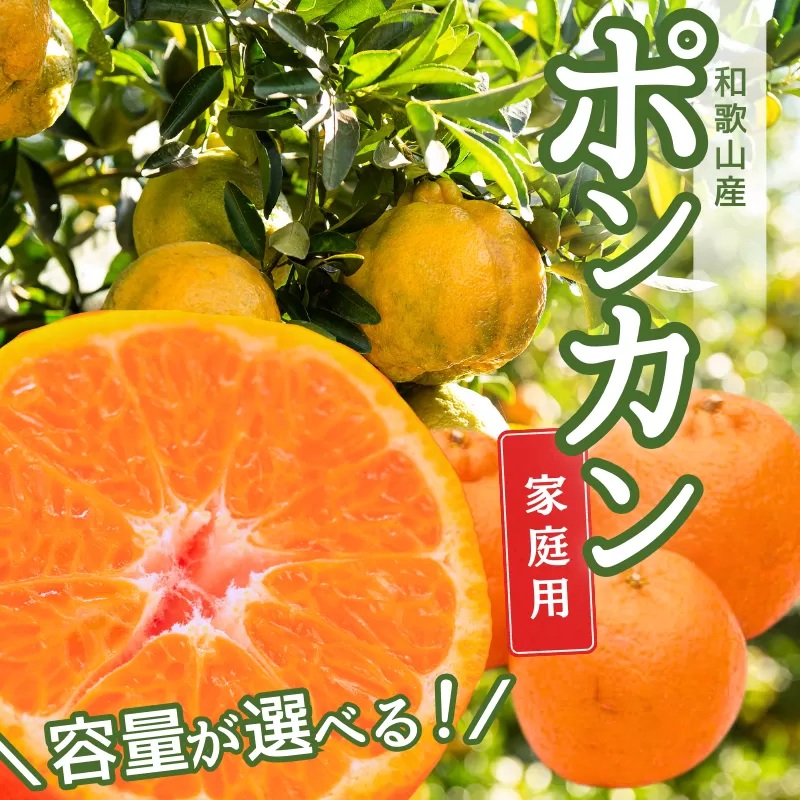 【先行予約】家庭用ポンカン 10kg+250g（傷み補償分）＜１月より発送＞ ※北海道・沖縄・離島配送不可 / ミカン みかん ポンカン ぽんかん くだもの 果物