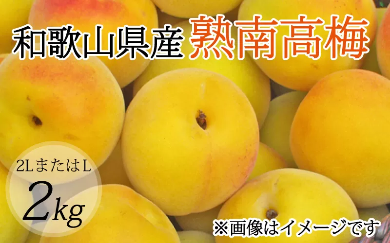 【梅干・梅酒用】（2LまたはL−2Kg）熟南高梅＜2025年6月上旬〜7月上旬ごろに順次発送予定＞ フルーツ 果物 くだもの 食品 人気 おすすめ 送料無料　