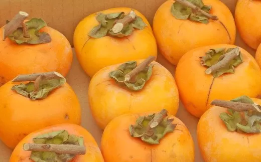 T字枝または吊るしクリップ付・吊るし柿用たねなし渋柿　約4.5〜5kg（約20〜30玉）-Ted【2026年10月下旬から順次発送】 フルーツ 果物 くだもの 食品 人気 おすすめ 送料無料　