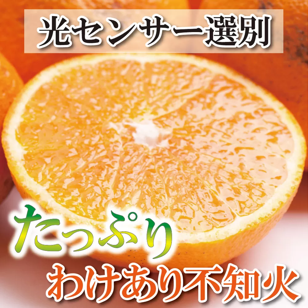 ＜先行予約＞家庭用不知火1kg+250g（傷み補償分）【デコポンと同品種・人気の春みかん】【訳あり】＜2月より発送＞【ikd161C】