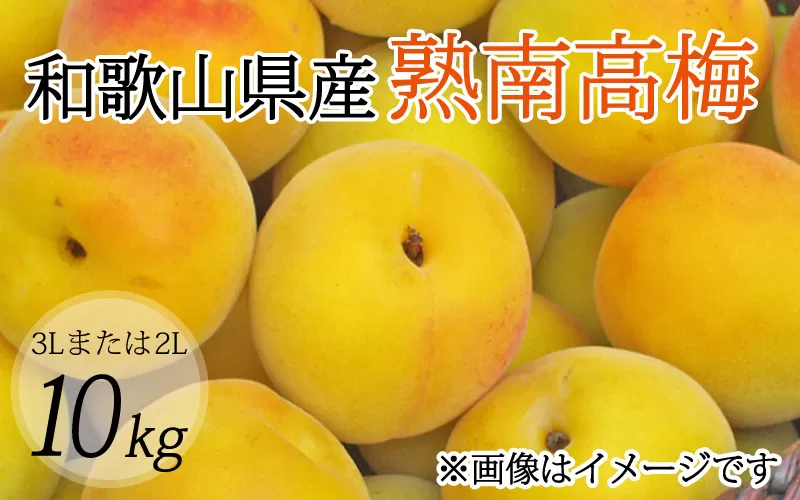 【梅干・梅酒用】（3Lまたは2L−10Kg）熟南高梅＜2025年6月上旬〜7月上旬ごろに順次発送予定＞ フルーツ 果物 くだもの 食品 人気 おすすめ 送料無料　