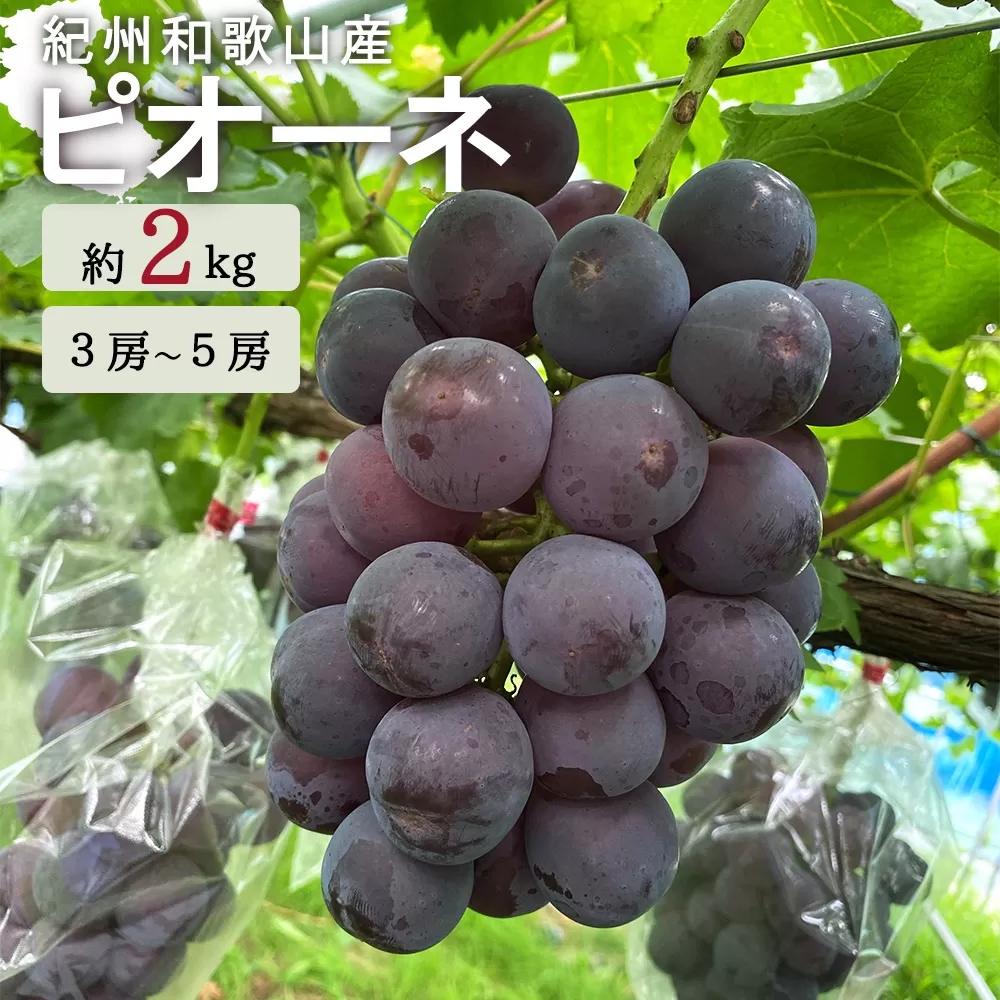 紀州和歌山産 ピオーネ 約2kg ※2025年8月下旬頃～2025年9月上旬頃に順次発送 ※日付指定不可 ぶどう ブドウ 葡萄 果物 くだもの フルーツ