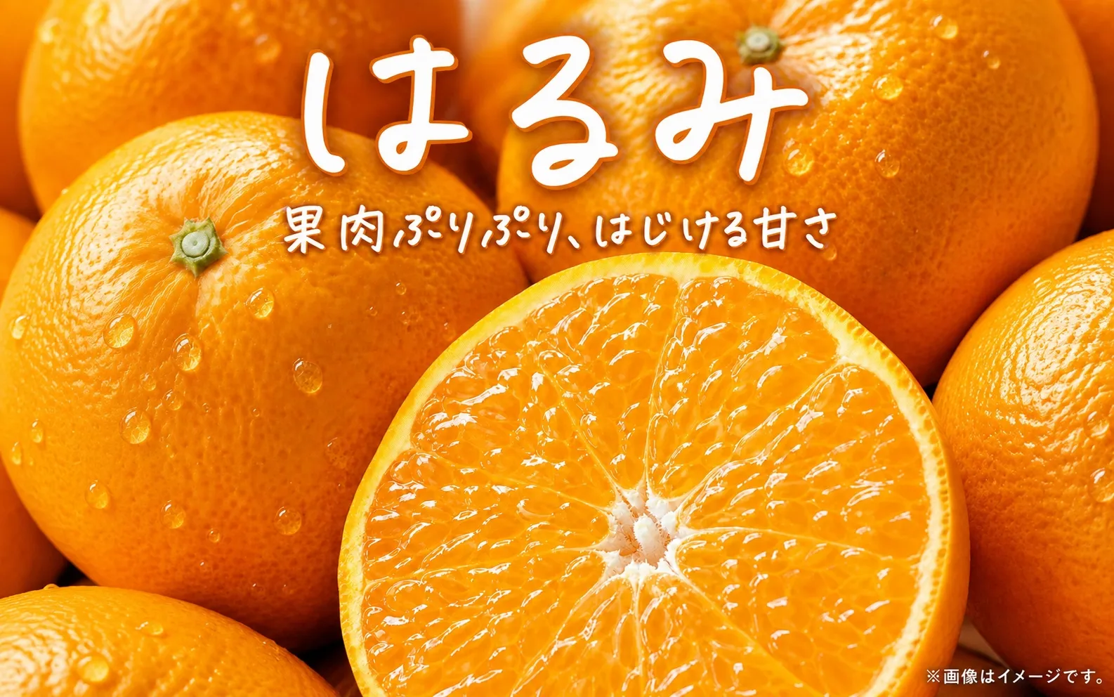 果肉ぷりぷり!完熟はるみ5kg　※2027年1月下旬頃～2027年2月上旬頃に順次発送予定(お届け日指定不可)
