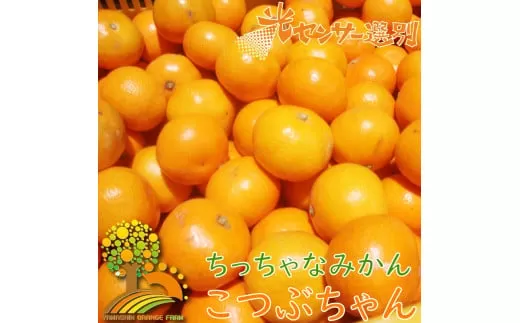 ＼光センサー選別／ ちっちゃな有田みかん こつぶみかん 約10kg （3S～Sサイズ混合）有機質肥料100% ※2026年11月～2027年1月頃に順次発送予定（お届け日指定不可） 先行予約 みかん 有田みかん 温州みかん ミカン 小粒 柑橘 フルーツ 果物