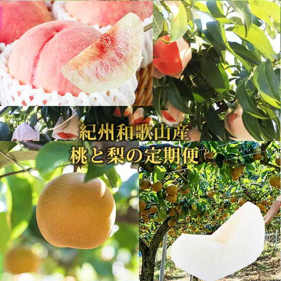 【全2回】かつらぎ町のフルーツ定期便（桃・梨）【7月・8月】