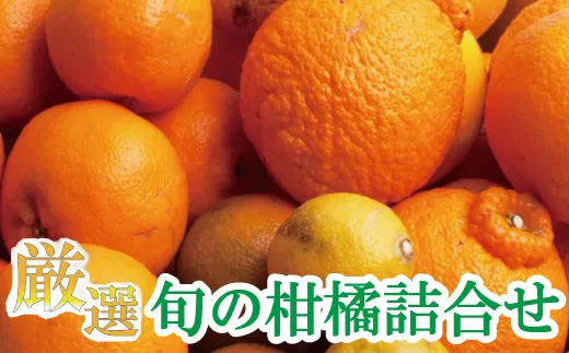 ＜1月より発送＞厳選 柑橘詰合せ10kg+250g（傷み補償分）【有田の春みかん詰め合わせ・フルーツ詰め合せ・オレンジつめあわせ】【光センサー選別】