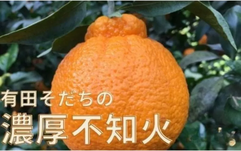 【先行予約】有田育ちの濃厚 不知火 ( デコポン と同品種)( 訳あり 家庭用 )  3kg+200g(痛み補償分)　