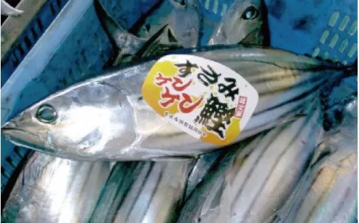【先行予約】伝統のケンケン釣り！すさみケンケン鰹 一本　2〜3kg　※3月〜5月の間に順次お届け /カツオ かつお 刺身 タタキ 天然 初ガツオ 初鰹