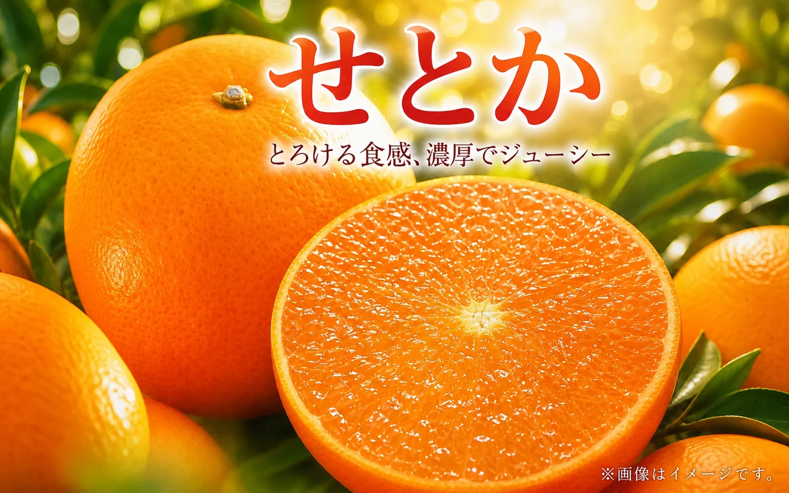 とろける食感!ジューシー柑橘 せとか 約3kg【予約】※2026年2月下旬頃〜2026年3月下旬頃発送(お届け日指定不可)※離島配送不可