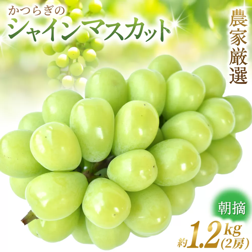 先行予約！ 朝摘み シャインマスカット 秀品 2房（約1.2kg）こだわり農家厳選！【2026年8月末から9月末順次発送予定】/ フルーツ ぶどう ブドウ 葡萄 マスカット 和歌山県 かつらぎ町 ジューシー 厳選 産地直送 果物