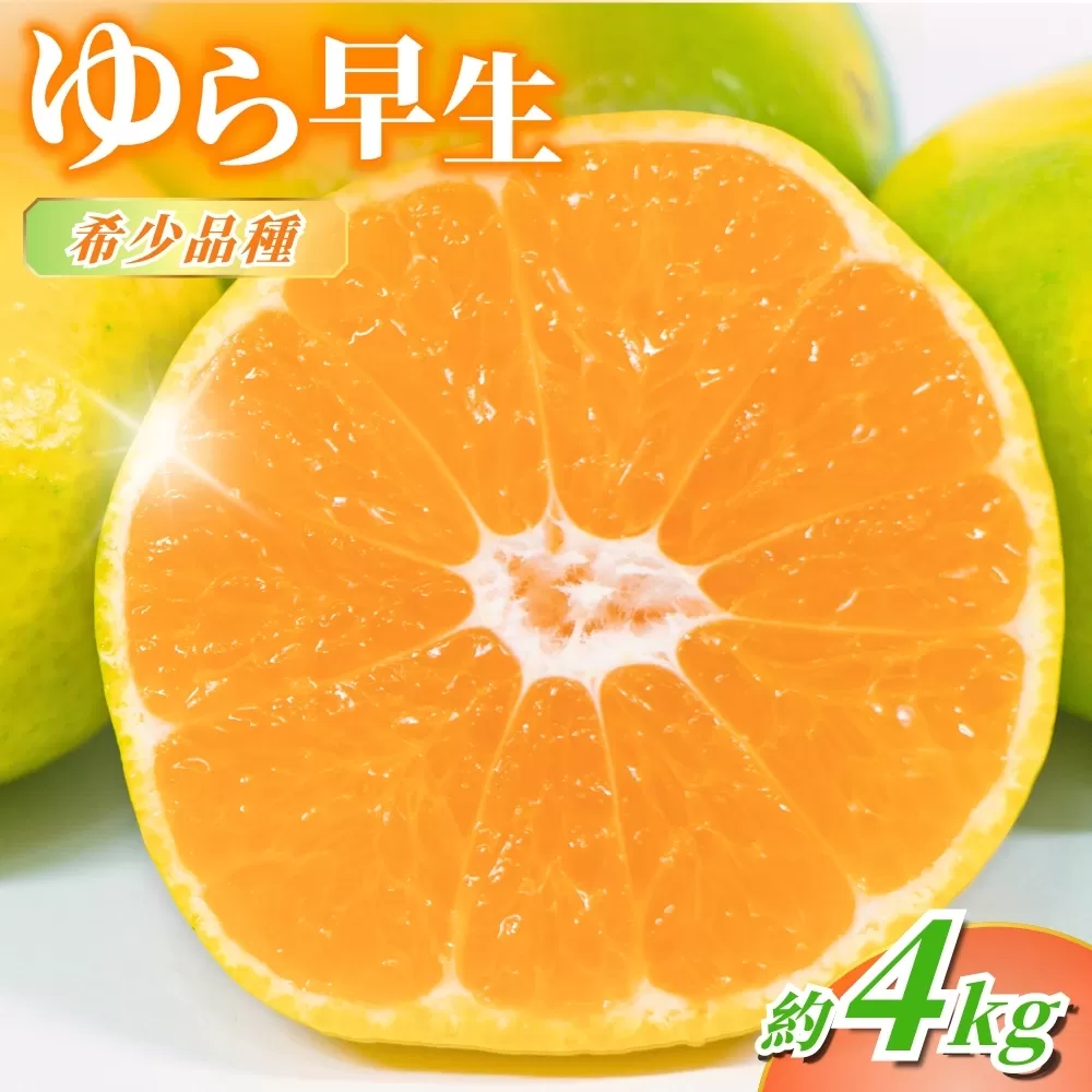 [2025年秋頃発送予約分][農家直送]甘くて濃厚!希少品種 ご家庭用 ゆら早生みかん 約4kg サイズ混合 ※2025年10月上旬より順次発送予定(お届け日指定不可)※北海道・沖縄・離島への配送不可
