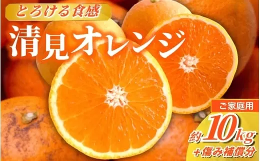 ＜2月より発送＞家庭用 清見10kg+250g（傷み補償分）【光センサー食頃出荷】【樹上完熟きよみオレンジ・清見タンゴール・清美】【わけあり・訳あり】