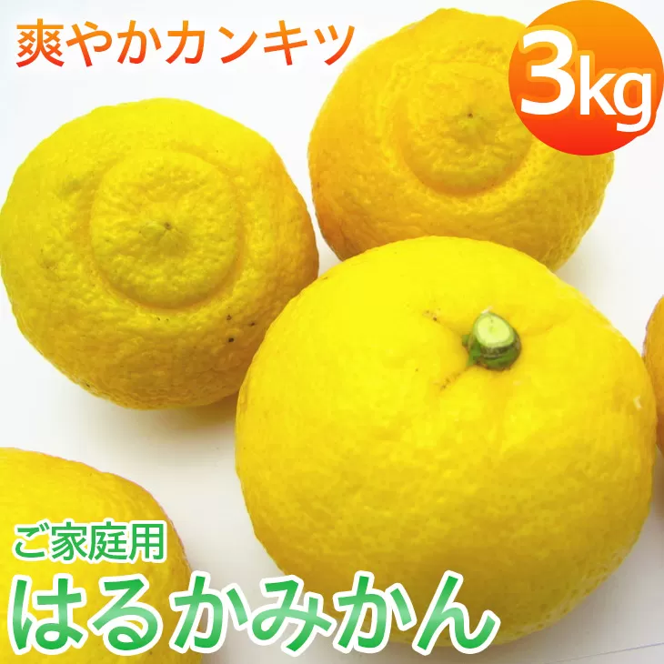 【先行予約】【人気柑橘】 有田育ちの はるか みかん(訳あり 家庭用)3kg+200g(痛み補償分) ※2027年1月下旬~3月下旬頃に順次発送予定 ※着日指定不可