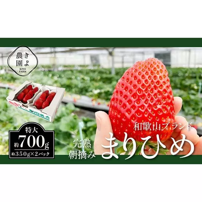 特大まりひめイチゴ 朝摘 6個〜11個入×2パック［2026年1月中旬頃より発送］［先行予約］［KT3］