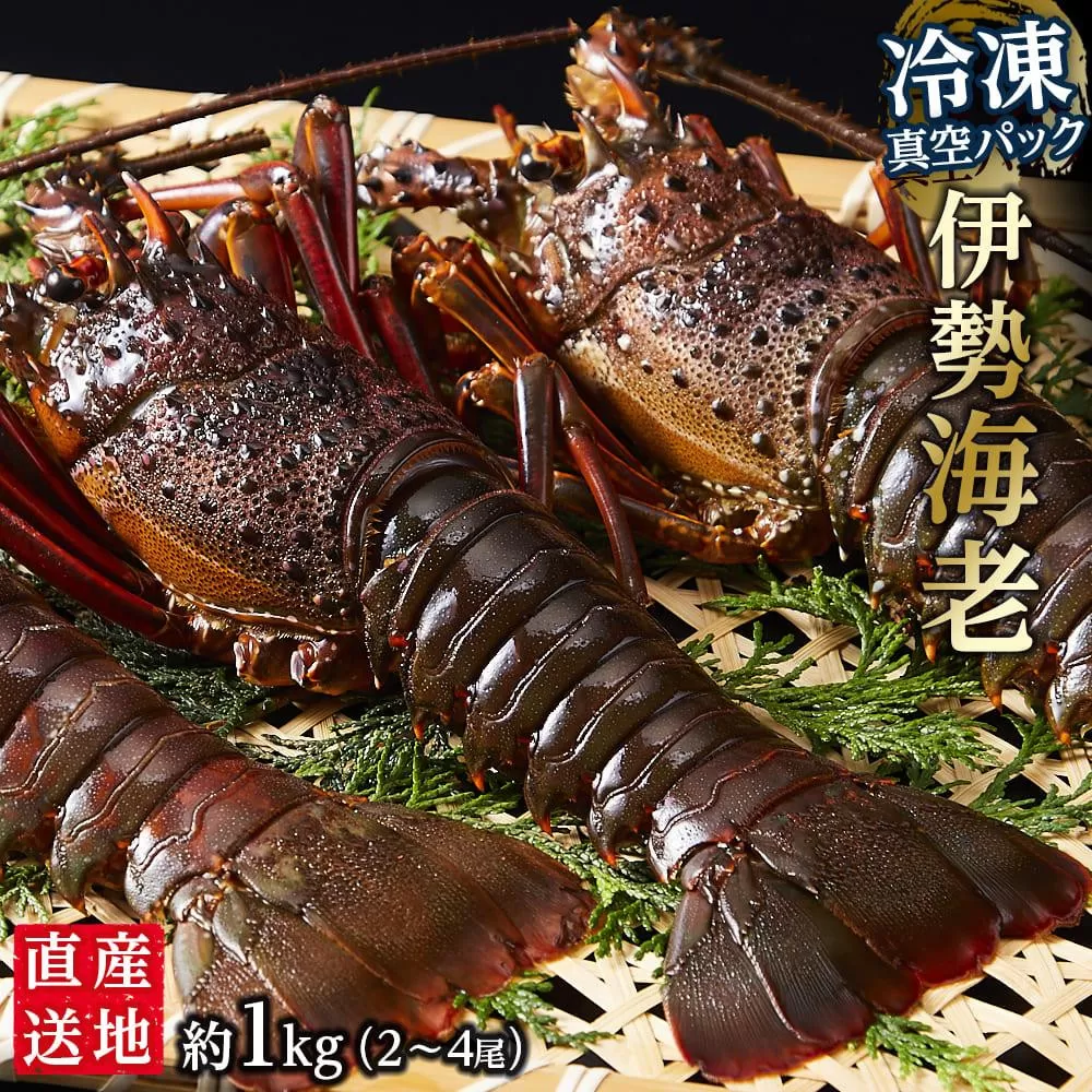 冷凍 伊勢海老  真空パック 約1kg（2〜4匹入り） 南紀黒潮 イセエビ 通年発送｜期間限定 漁師直送 海鮮 海老 とれたて 人気