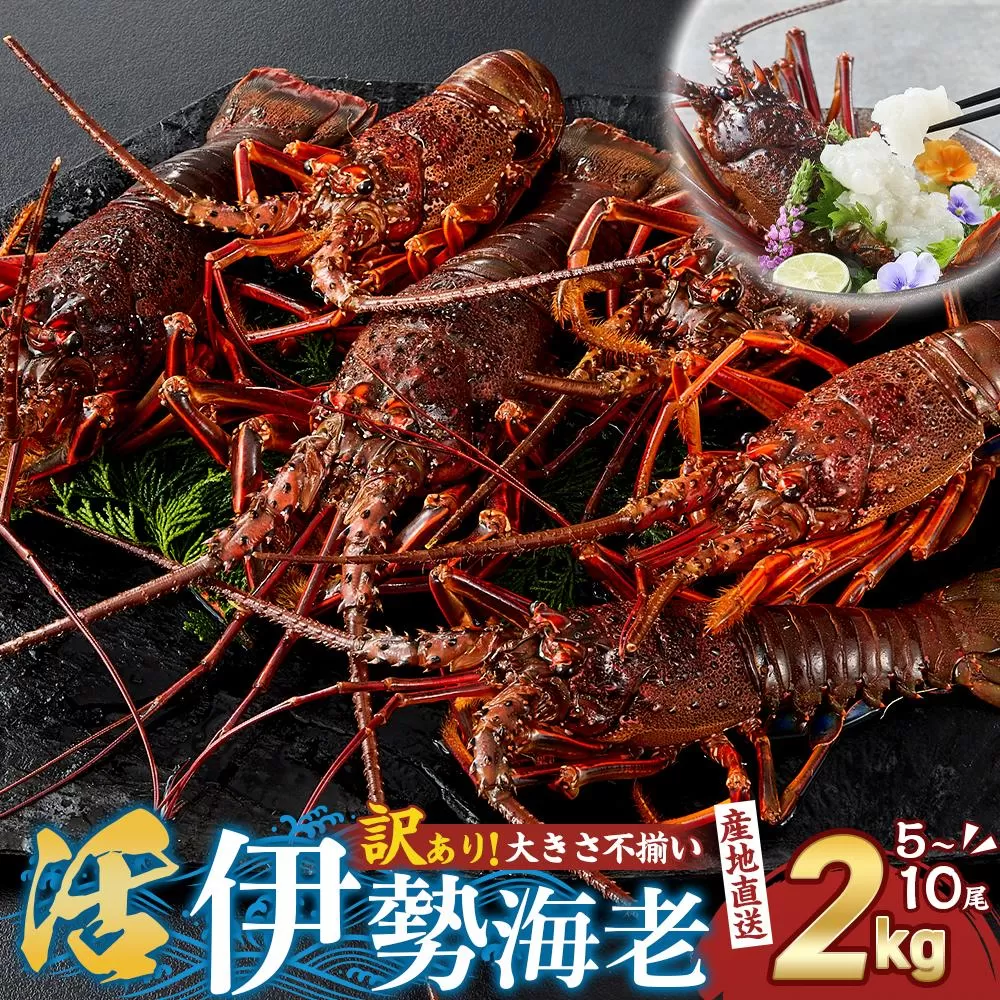 [12月末まで限定寄付額][年内発送可][訳あり]天然 活 伊勢海老 約2kg( 5〜10尾 大きさ 不揃い )南紀黒潮イセエビ 年末年始 お正月 お届け可| 期間限定 漁師直送 海鮮 海老 とれたて 人気