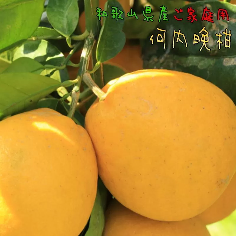 有田育ちの 爽やか 河内晩柑 (ご家庭用) 約7.5kg［2025年4月から発送］［MS62］