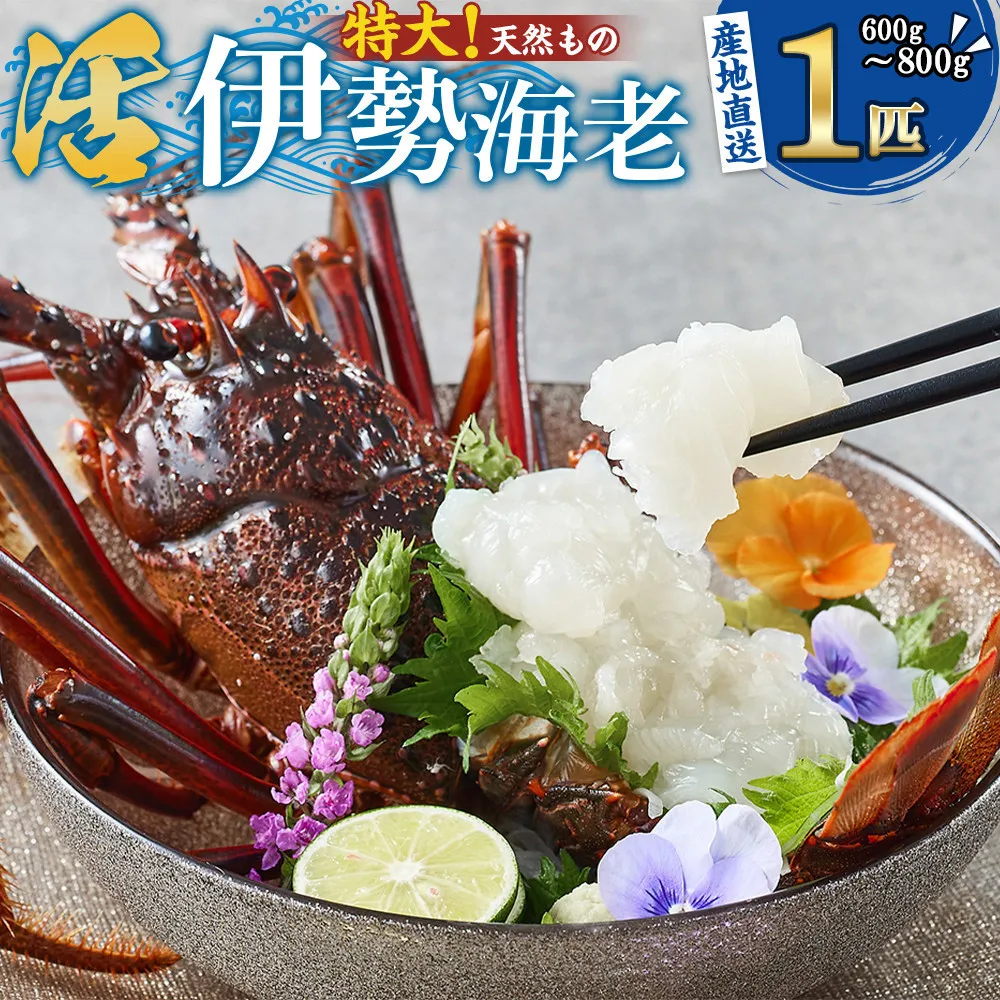 【特大】天然 活 伊勢海老 1匹(600g~800g)南紀黒潮イセエビ 年末年始 お正月 お届け可 |期間限定 漁師直送 海鮮 海老 とれたて 人気 高級 産地直送