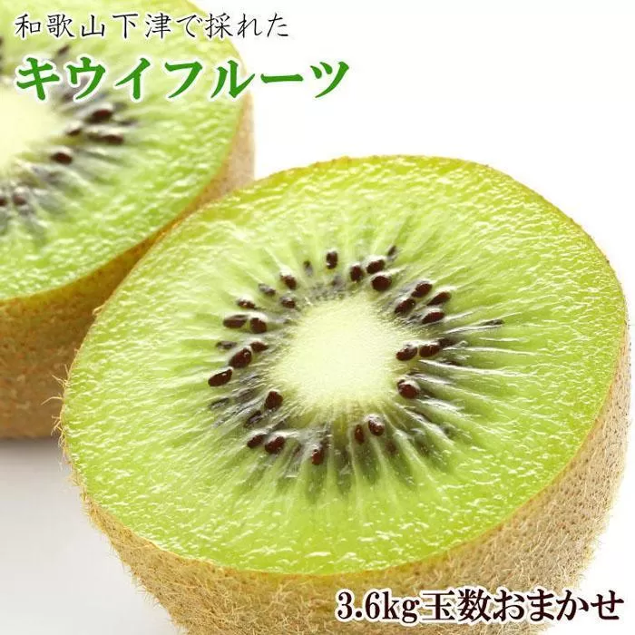 和歌山の下津で採れたキウイフルーツ約3.6kg（玉数おまかせ・秀品）★2026年１月中旬頃より順次発送［TM111］