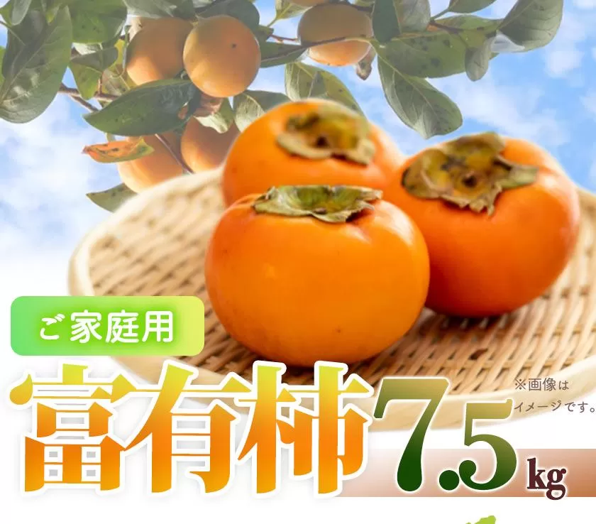 【ご家庭用わけあり】和歌山秋の味覚　富有柿　約７．５ｋｇ「2025年11月上旬以降発送予定」【UT47】