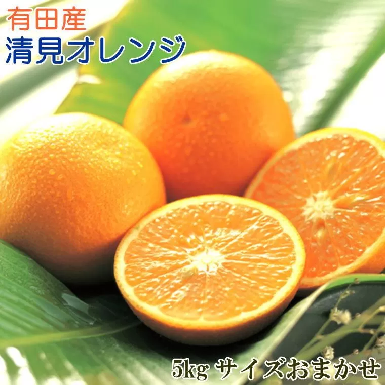 ［濃厚］有田産清見オレンジ約5kg（サイズおまかせ・青秀以上）★2026年2月下旬頃より順次発送［TM43］