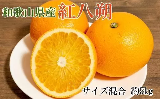 ［希少品］和歌山県産紅八朔約5kg（サイズ混合）★2026年１月下旬頃より順次発送［先行予約］［TM88］