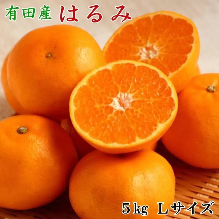 ［厳選・濃厚］紀州有田産のはるみ約5kg(Lサイズ) ★2026年1月下旬頃より順次出発送［TM28］
