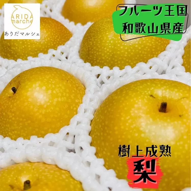 和歌山の樹上成熟梨 約2kg（6〜8玉） ※2026年8月上旬〜9月中旬頃発送予定| 先行予約 果物 フルーツ 甘い［MS103］