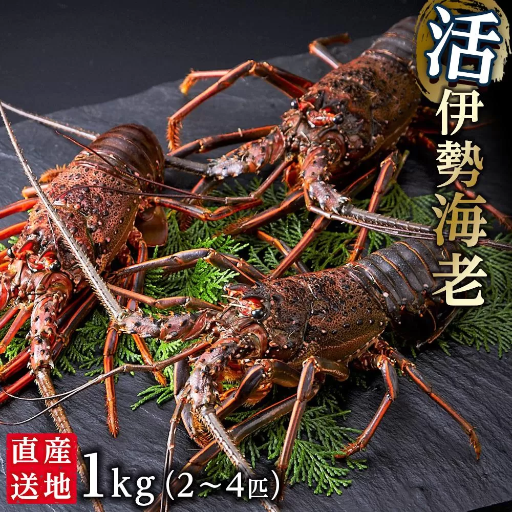 【9月末までの特別寄附額/ロケット発射応援キャンペーン】活 伊勢海老 1kg（2〜4匹）南紀黒潮イセエビ 年末年始 お正月 お届け可｜期間限定 漁師直送 海鮮 海老 とれたて 人気