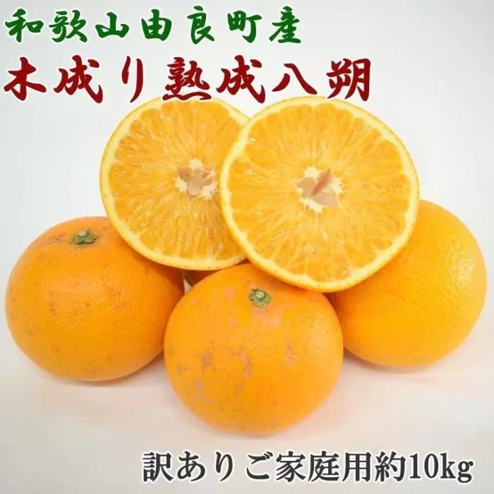 ［産直］和歌山由良町産の木成り熟成八朔訳ありご家庭用約10kg（サイズ混合）★2026年3月中旬頃より順次発送［TM134］