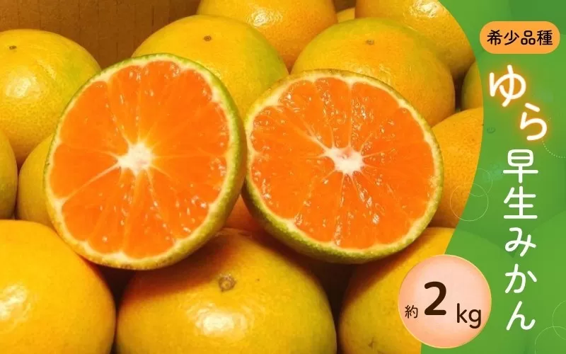 ＼光センサー選別／ 【先行予約】＼数量限定／ 希少品種 ご家庭用 ゆら早生みかん 約2kgサイズ混合【2025年10月上旬頃より順次発送】【nuk143C】