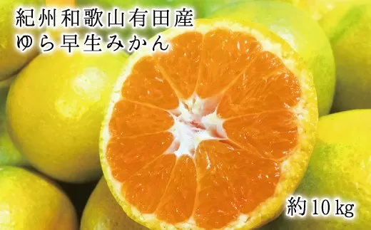 紀州和歌山有田産ゆら早生みかん10kg　※2025年10月中旬頃〜2025年10月末頃に順次発送（お届け日指定不可）