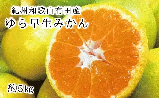 紀州和歌山有田産ゆら早生みかん 5kg　※2025年10月中旬頃〜2025年10月末頃に順次発送（お届け日指定不可）