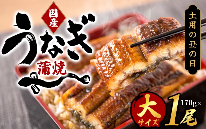[土用の丑の日までにお届け!]国産 大型サイズ ふっくら柔らか 国産うなぎ蒲焼き 約2人前 化粧箱入 先行予約 国産 うなぎ ウナギ 鰻 蒲焼 土用の丑の日 丑の日