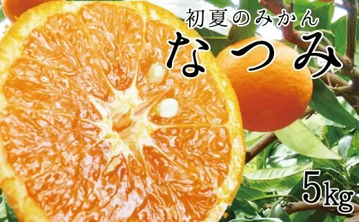 初夏のみかん　なつみ5kg【予約】※2026年4月中旬頃〜2026年4月下旬頃に順次発送予定(お届け日指定不可)