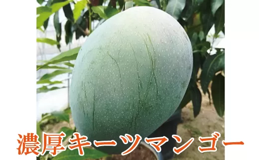 【希少マンゴー】濃厚キーツマンゴー　約1kg(1〜2玉)