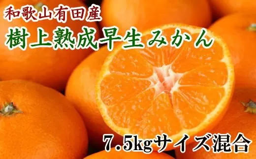 紀州有田産早生みかんの樹上熟成みかん7.5kg(サイズ混合) ※2022年1月中旬より順次発送