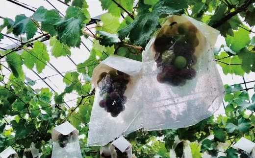 [予約受付]ブラックオリンピア 約1kg(2〜3房)[2026年8月中に順次発送予定] 巨峰に似たはちみつぶどうと呼ばれる幻のぶどう