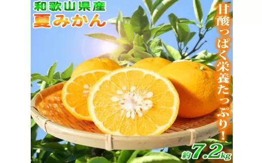 夏みかん 7.2kg　※2026年4月中旬頃〜2026年4月下旬頃順次発送（お届け日指定不可）